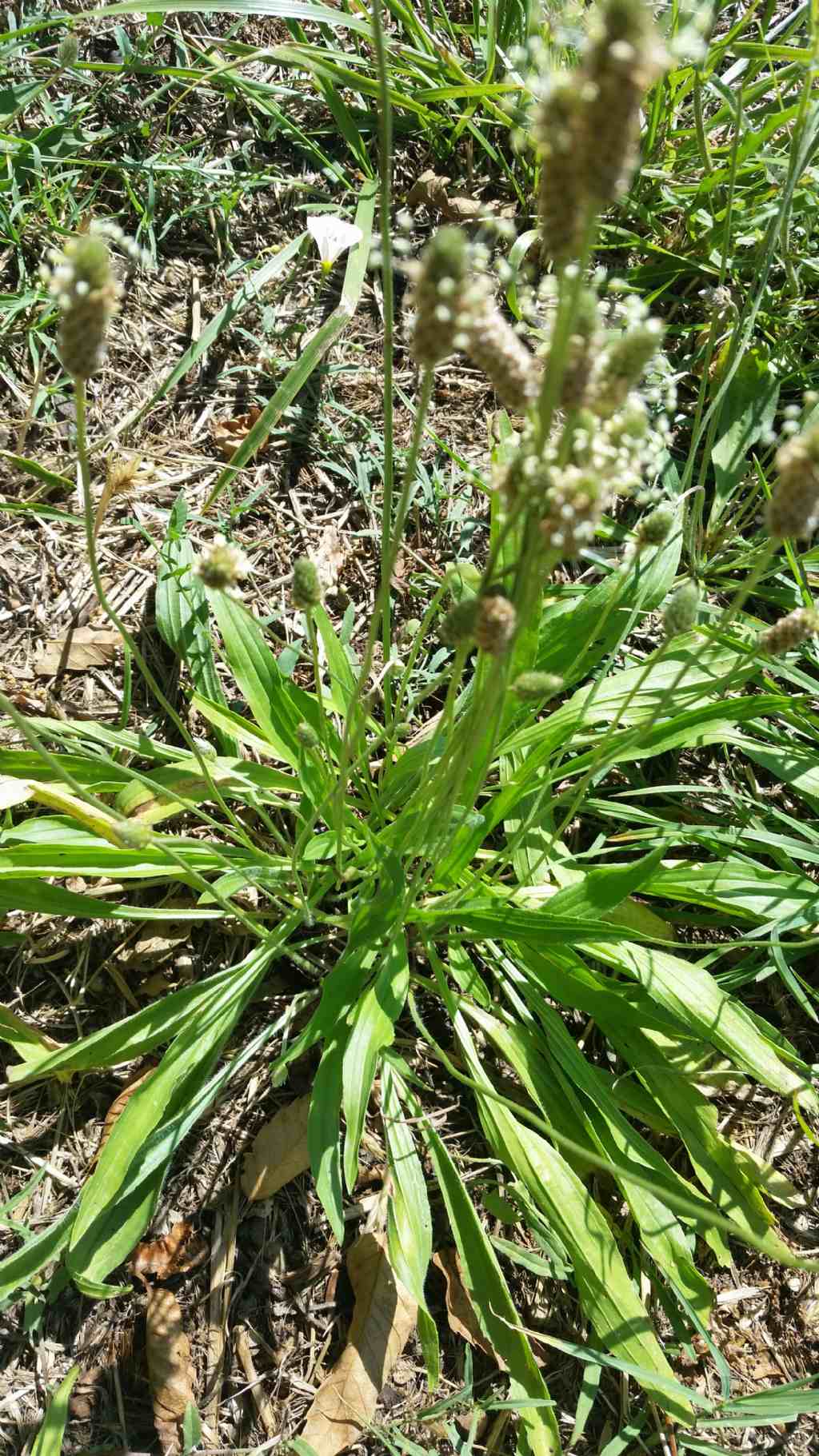 Plantago lanceolata